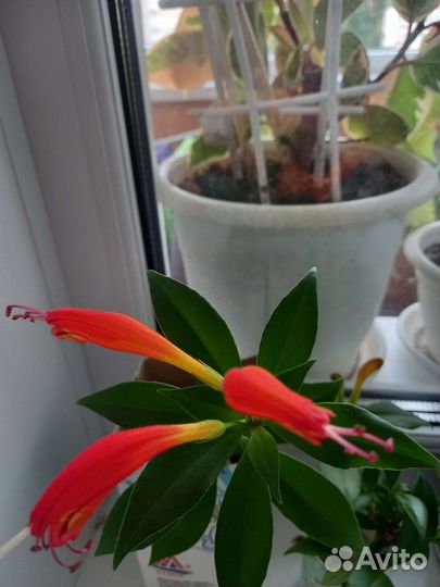 Эсхинантус