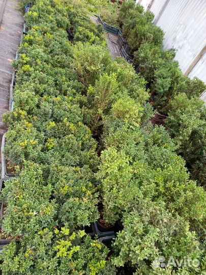 Саженцы самшита