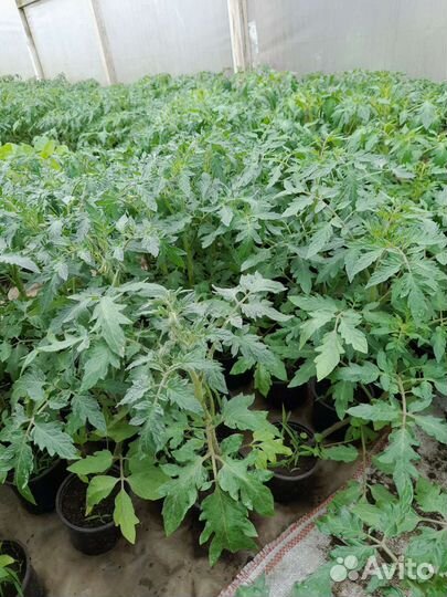 Продажа рассады