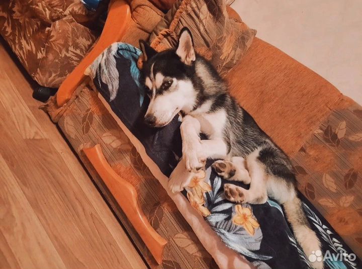 Хаски вязка