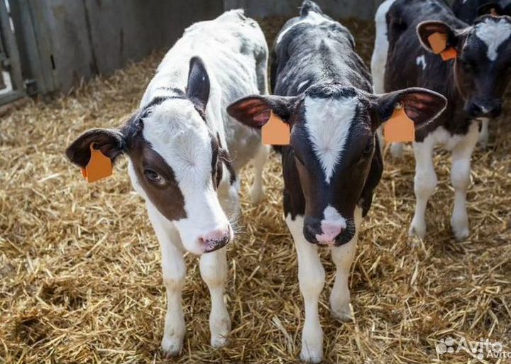 Бычки и быки