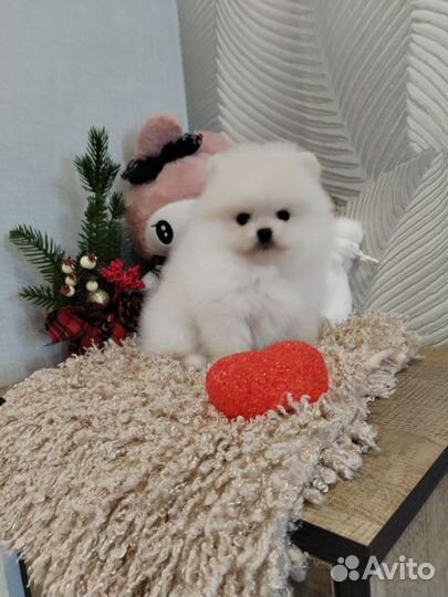 Померанский шпиц мальчик