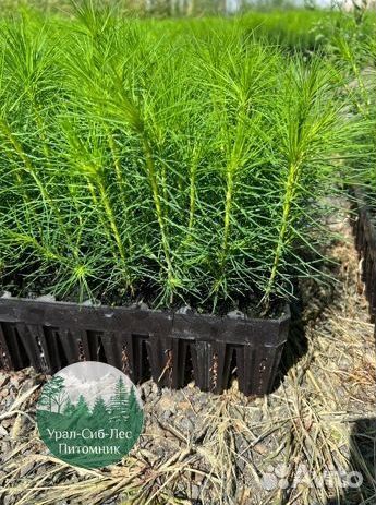Сосна зкс окс сеянцы Ель Лиственница Голуб Горная