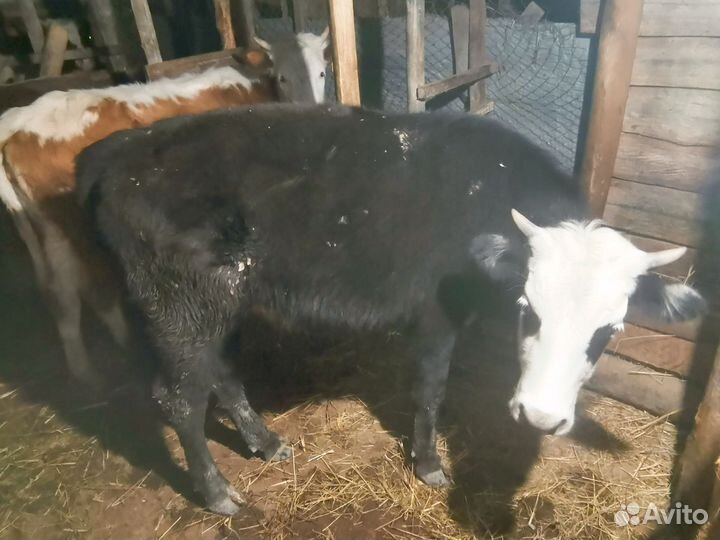 Телки пародистие