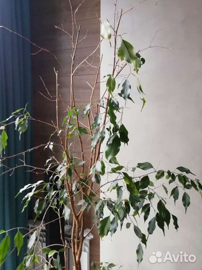 Фикус бенджамина