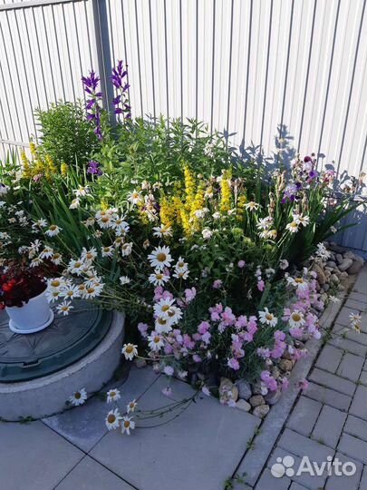 Многолетние садовые цветы