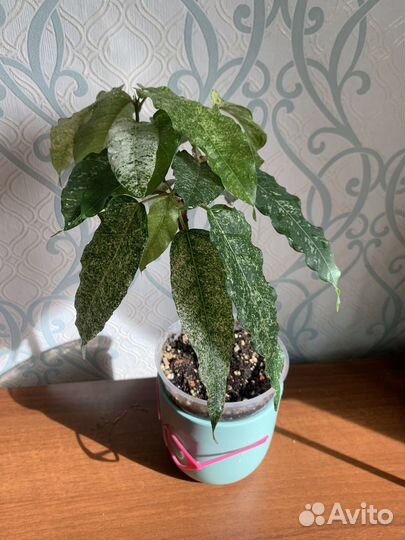 Фикусы сортовые редкие коллекционные