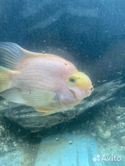 Аквариум с рыбами