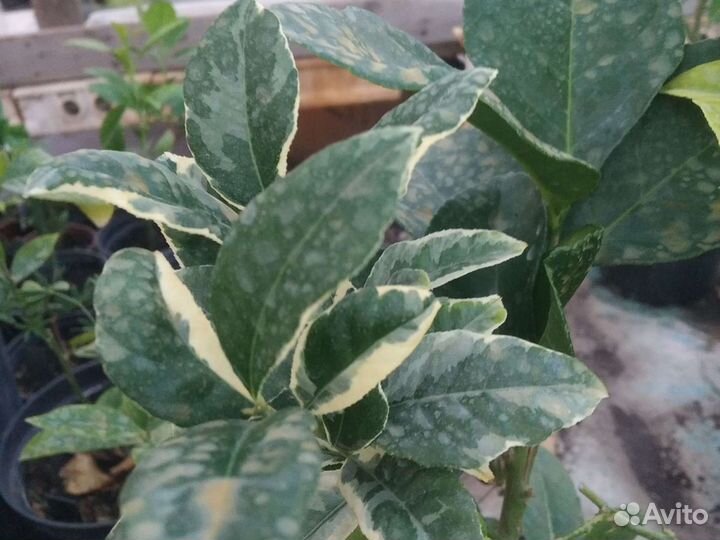 Для дома цитрусовые саженцы в Воронеже