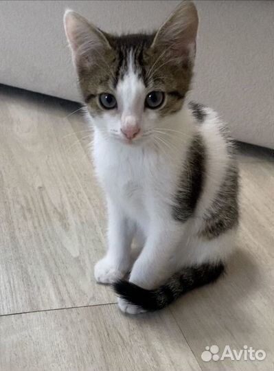 Котёнок ищет дом