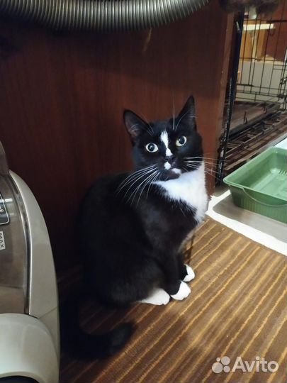 Кошка