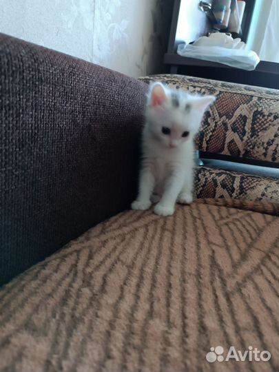 Отдам в хорошие руки котенка мальчика