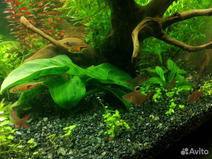 Аквариумные растения