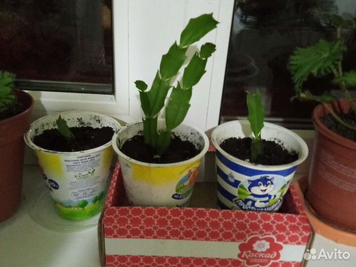 Декабрист шлюмбергера