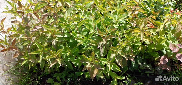 Саженцы декоративных кустарников