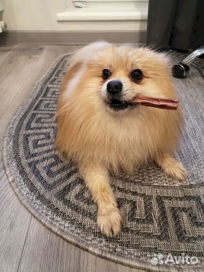 Корм для собаки. Проверено временем