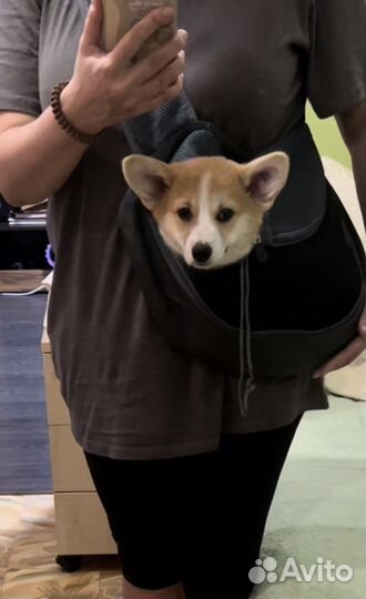 Сумка для животных