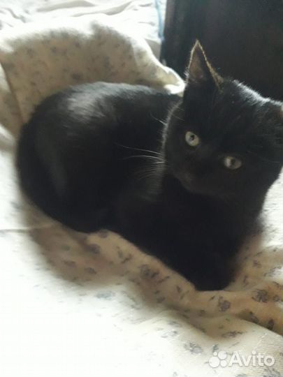 Котята ищут дом