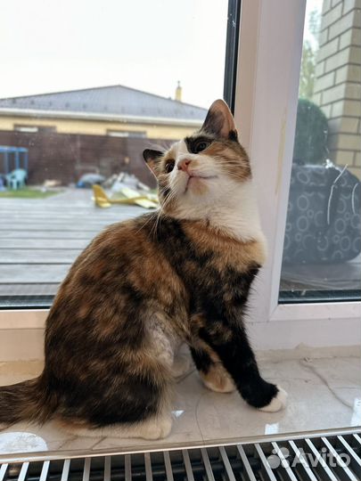 Кошечка в добрые руки