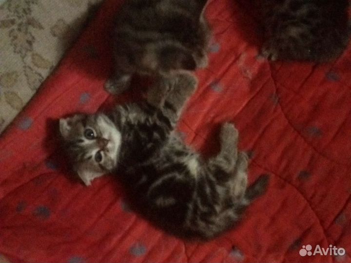 Кошка