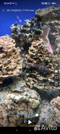 Сом в добрые руки