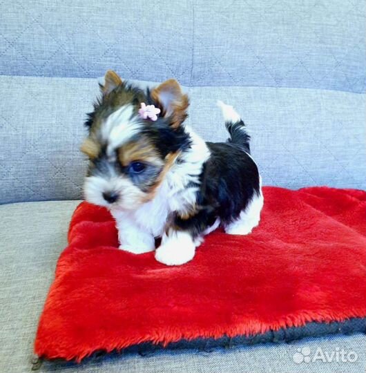 Девочки и Мальчики