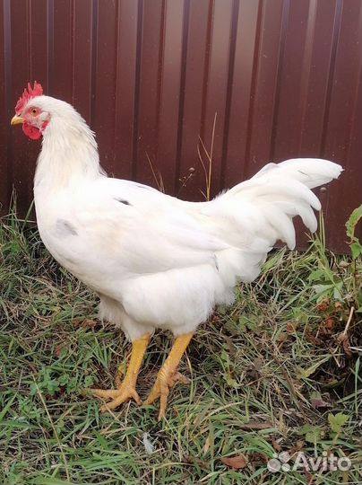 Куры петухи
