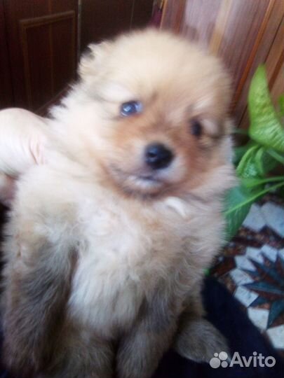 Щенки шпица, мини мишки, 1,5 мес