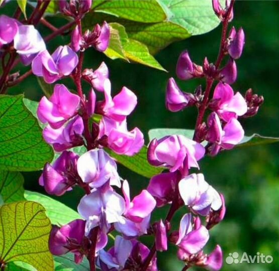 Семена цветов, семена укропа