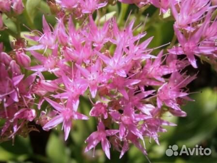 Чёрная малина, декоративные кустарники