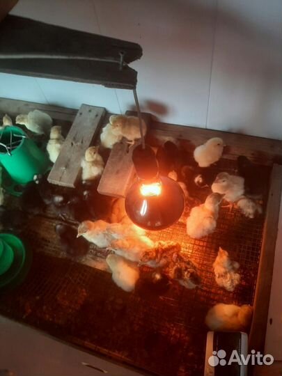 Индюшата подрощенные