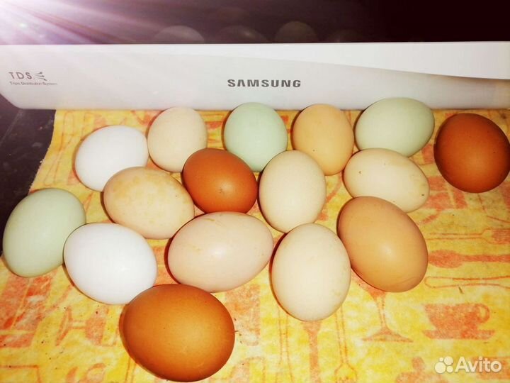 Яйцо куриное, перепелиное, мясо перепелов домашнее