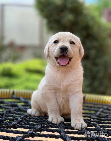 Щенки лабрадора