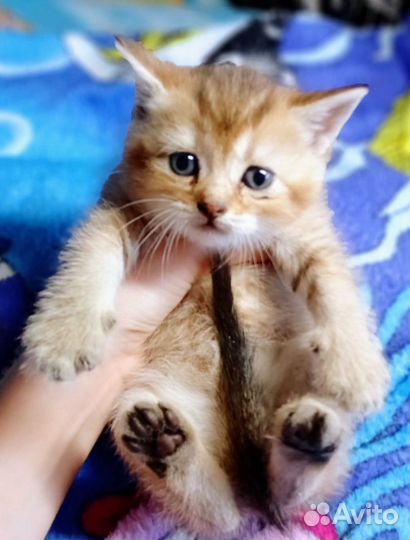 Котята британской шиншиллы