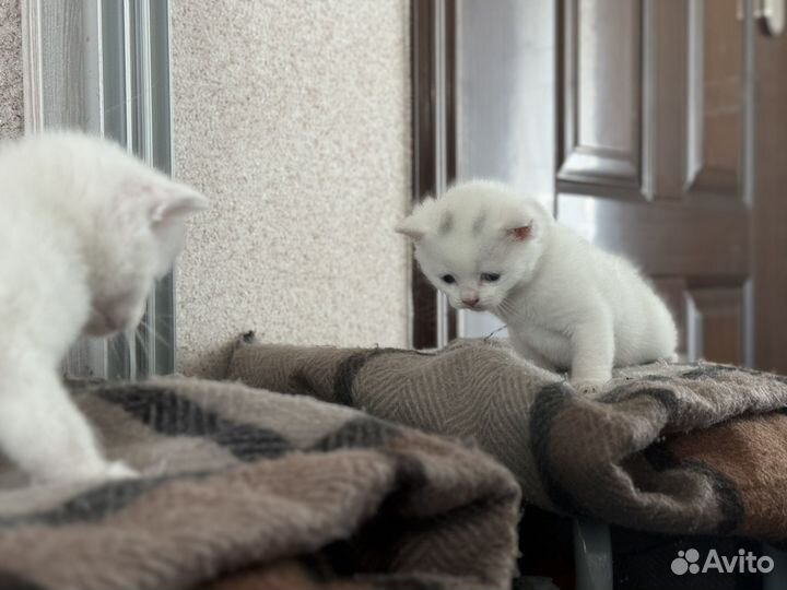 Белый котёнок с дуохромными глазами(кхао-мани)