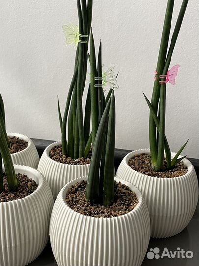 Сансивиерия цилиндрика в кашпо