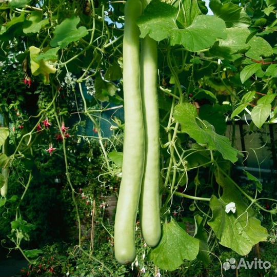 Семена лангенарии змеевидной