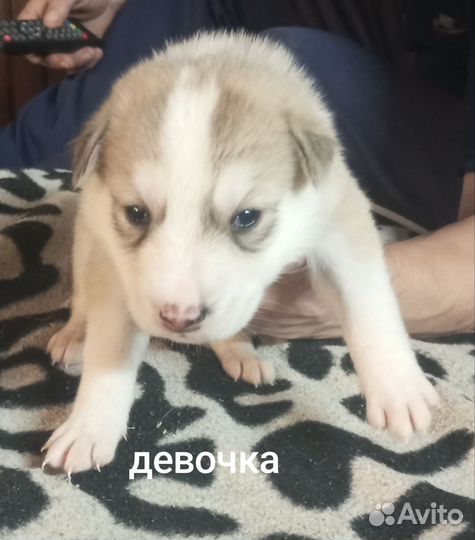 Щенки отдам бесплатно