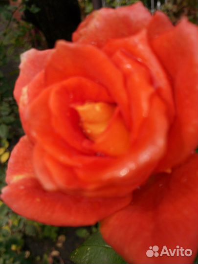 Розы садовая саженцы