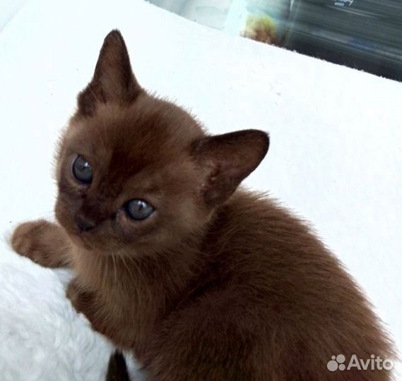 Бурманские котята