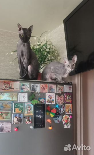 Сфинкс котята девочки