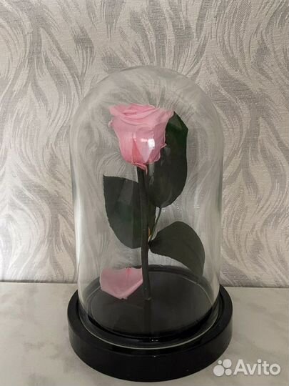 Розовая роза в колбе