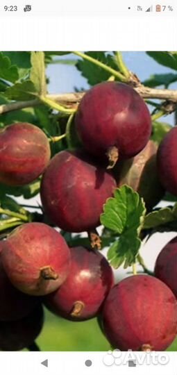 Саженцы разного крыжовника. Горелово