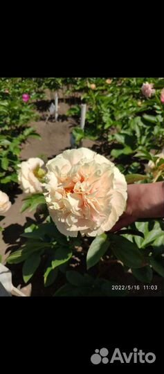 Пионы пастелеганс