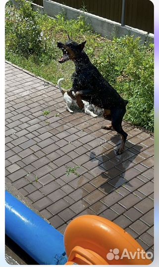 Добермана щенки