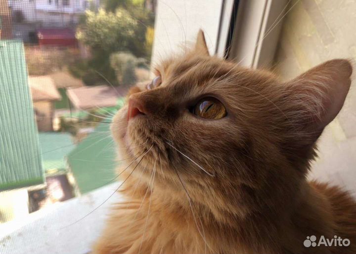 Рыжее солнышко ищет любящие ручки