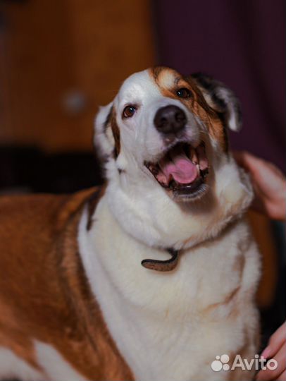 Собака Рэкс (Кекс) -Добрый, Радостный, Красивый