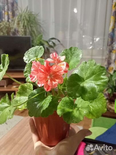 Пеларгония герань