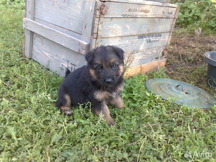 Щенки немецкой овчарки
