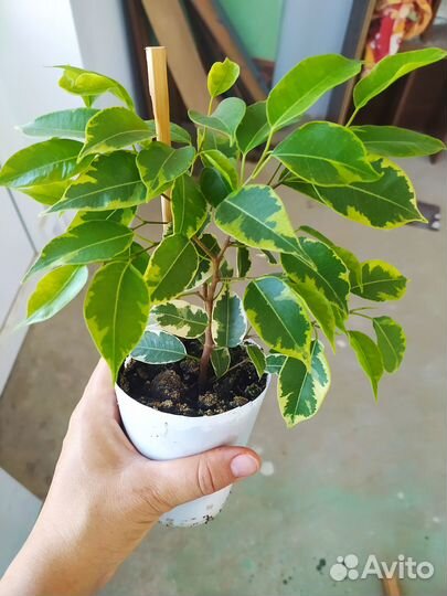 Фикус Бенжамина Кинки и Наташа